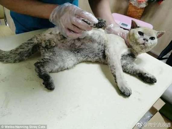 가스폭발 사고로 인한 화재로 부상당한 고양이. 사진=웨이보