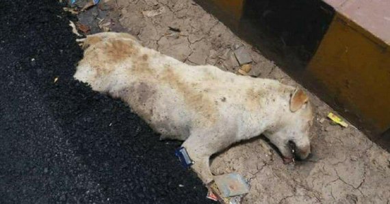 인도에서 노동자들이 잠을 자고 있던 개 위에 뜨거운 타르를 붓고 도로공사를 강행해 숨지는 사건이 발생했다. 사진=TOI