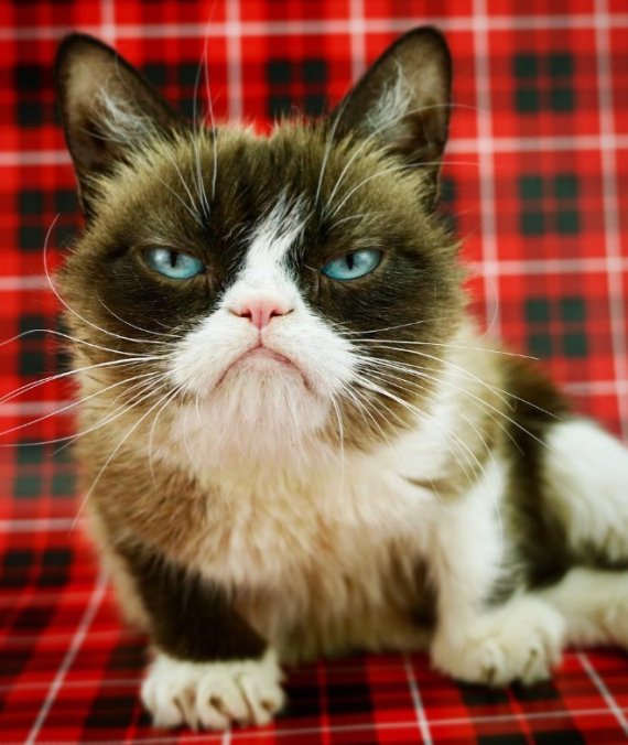 뚱한 표정으로 '그럼피 캣'이라는 별명을 가진 고양이는 2년간 1100억원을 벌어들인다. 사진=그럼피 캣 인스타그램