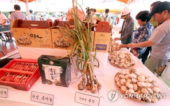 전국 마늘 최대 주산지…제주 대정 마농 박람회