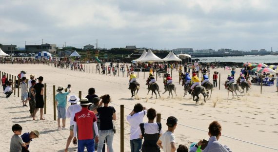 경주마, 제주 곽지해수욕장서 '질주'…관광상품화