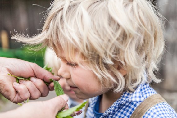 잘츠부르크 주의 호흐쾨니히에서 허브 체험을 즐기는 아이