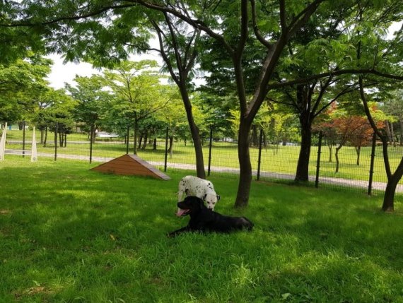 안산시 성곡반려견 놀이터. 사진제공=안산시