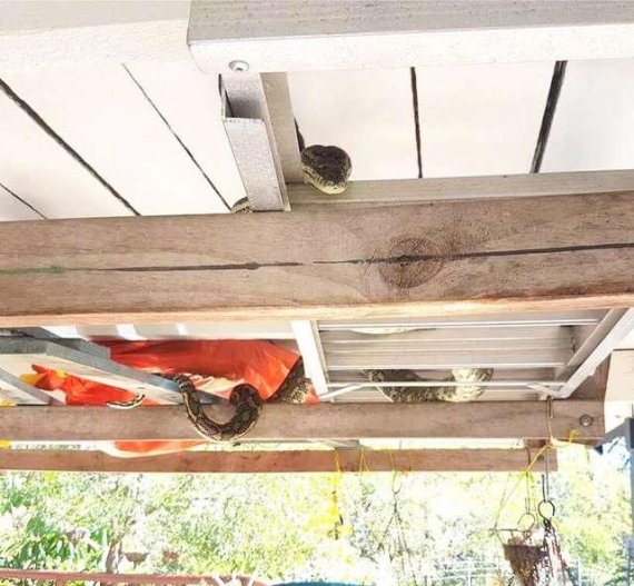 호주 남성의 집에 침입한 180cm가 넘는 비단뱀이 서까래에 편안하게 또아리를 틀고 남성을 바라보고 있다. 사진=Brisbane Snake Catchers