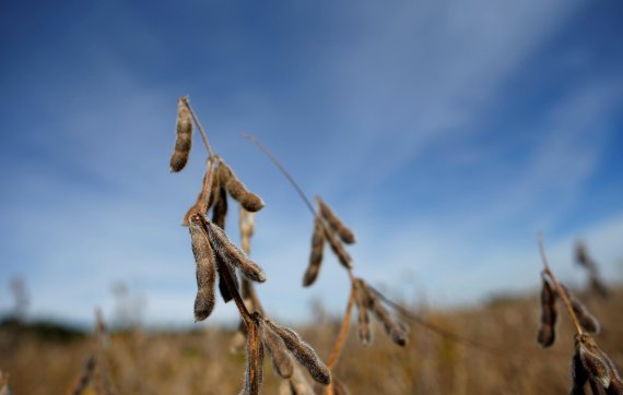 FILE PHOTO: Soybeans are seen in a field waiting to be harvested in Minooka, Illinois, September 24, 2014. REUTERS/Jim Young/File Photo <All rights reserved by Yonhap News Agency>