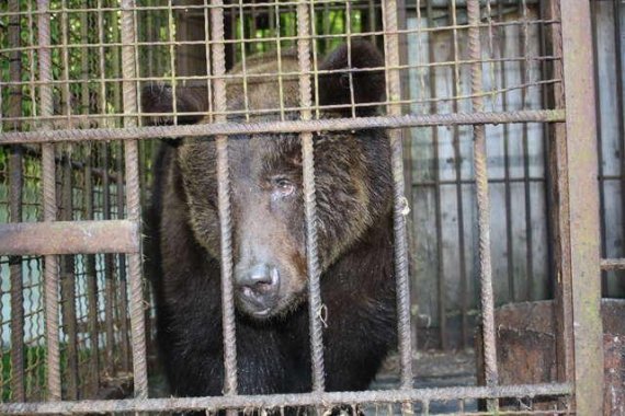 평생 사냥개 미끼로 사용된 곰, 자유찾고 '꽃길' 걸었다