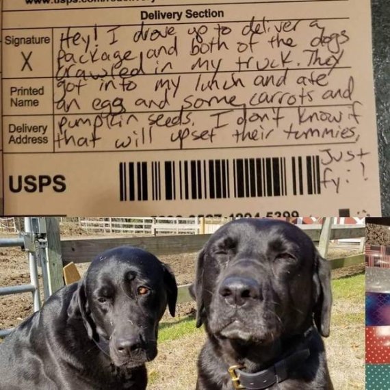 미국의 한 우체부가 방문한 집의 개들에게 점심을 뺏기고 주인에게 개들을 걱정하는 손편지를 남겼다. 사진=캐롤 조던 페이스북