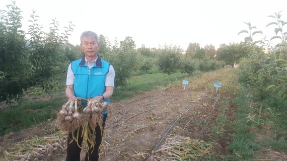 해외농업기술개발사업(KOPIA) 우즈베키스탄센터 안희성 소장이 한국종자를 들여와 현지 농장에서 직접 키운 마늘을 수확해 들어보고 있다.