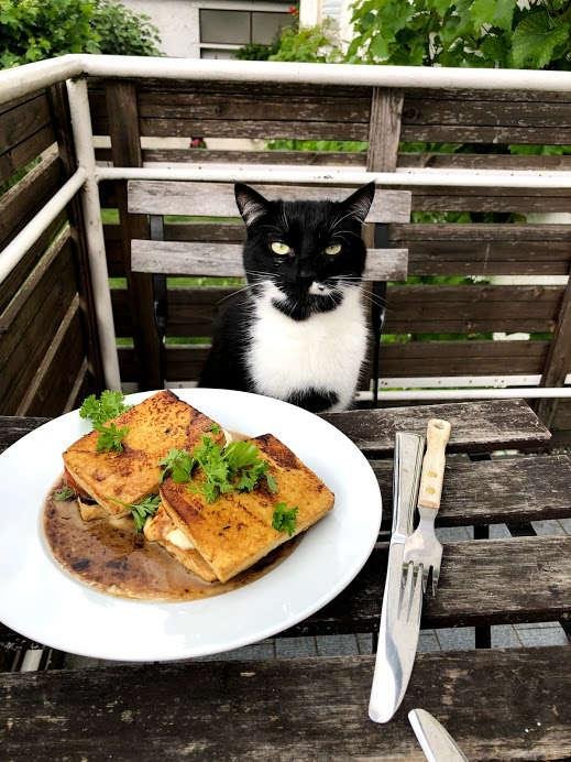 미국의 한 가족이 기르는 고양이 릴로는 매일 가족 저녁식사를 위한 식탁에 함께 참석한다. 사진=Philipp Kehrein