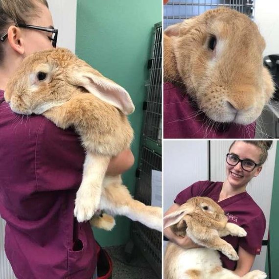 미국 캘리포니아주에 있는 새크라멘토 동물학대방지협회(SPCA)에 들어온 토끼를 안고 있는 단체 관계자. 사진=Sacramento SPCA