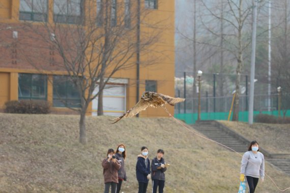 자연으로 돌려보내기 앞서 야외에서 장거리 비행훈련을 진행 중인 수리부엉이.