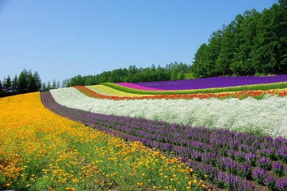 홋카이도 후라노 라벤더꽃밭 [사진=flickr]