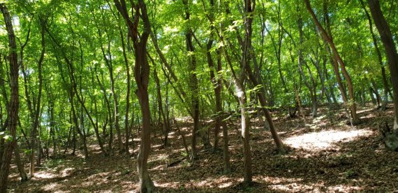 파주 비무장지대(DMZ) 서어나무 군락(극상림). 사진제공=경기북부청