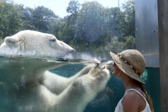 A woman looks through the glass of the enclosure of a Polar bear as he cools off in the water at the zoo in Mulhouse on August 3, 2018, as parts of Europe continue to swelter in an ongoing heatwave. / AFP PHOTO / SEBASTIEN BOZON<All rights reserved by Yonhap News Agency>