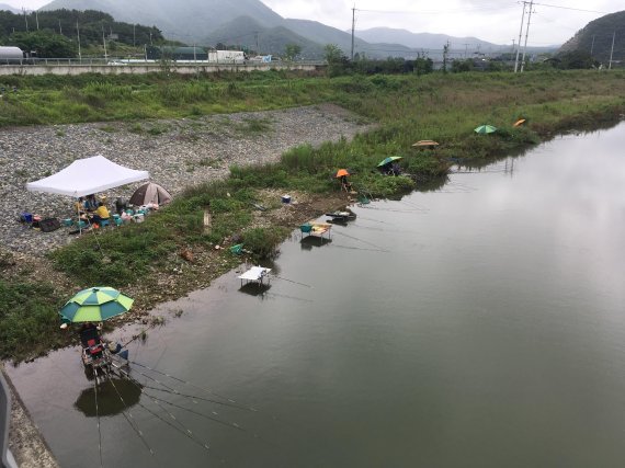 울산 태화강 수달, 낚시꾼 급증에 생존 위협... 마땅한 대책없어