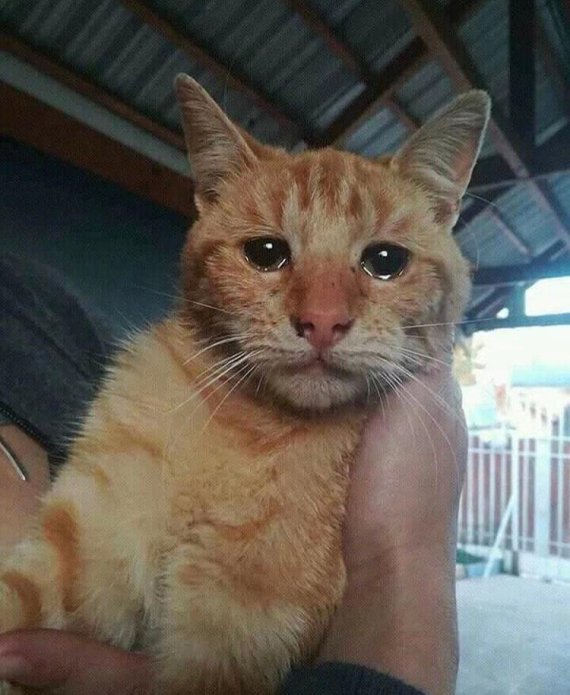 주인에게 버림받고 구조된 직후 눈물을 머금은 고양이. 사진=dainty_pets