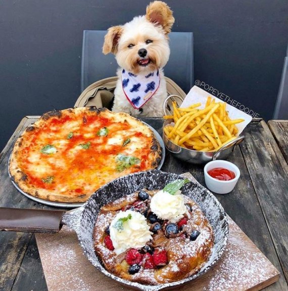 유명한 '식도락견(Foodie dog)' 뽀빠이가 음식 앞에서 환하게 웃고 있다. 사진=popeyethefoodie 인스타그램