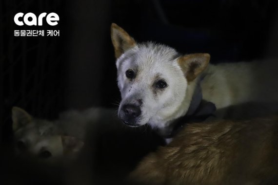 경기 성남시 태평동의 개도살장에 있는 개. 사진=케어