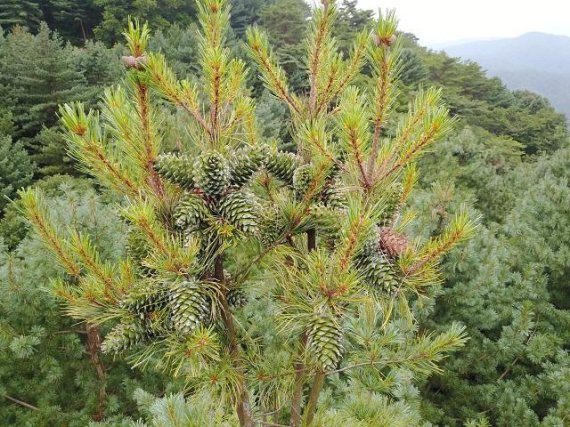 23일 북부지방산림청(청장 전범권)은 8월 잣종실의 수확기간이 도래함에 따라 국유임산물 잣의 무상양여를 추진하기 위한 예찰조사를 실시한다고 밝혔다.