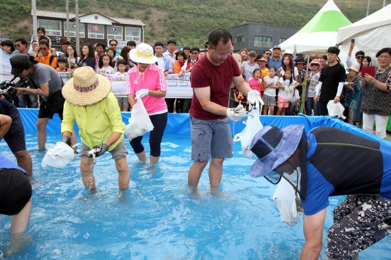 지난해 열린 서천 홍원항 자연산 전어·꽃게 축제에서 참가자들이 전어 맨손잡기 체험을 하고 있다.