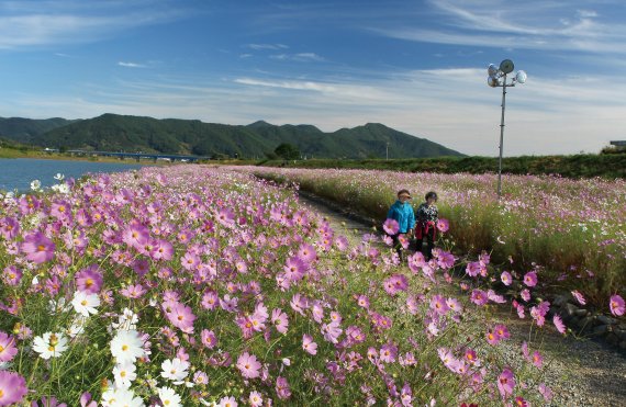 전남도, 9월 관광지로 장성호 수변길&middot;광양 서천 코스모스길 추천