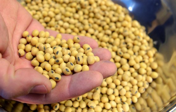 FILE PHOTO: A sample of clean, processed soybeans at Peterson Farms Seed facility in Fargo, North Dakota, U.S., December 6, 2017. REUTERS/Dan Koeck/File Photo <All rights reserved by Yonhap News Agency>