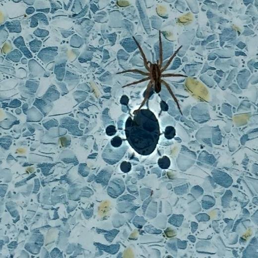 [사진=보어드판다]