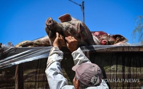 지난달 9일(현지시간) 살처분한 돼지들을 처리하는 루마니아 작업자들 /사진=연합뉴스