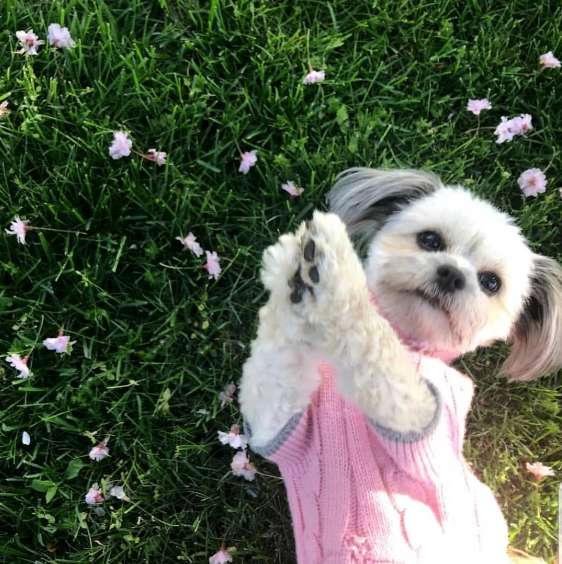 "그거 내 틀니 아니니?"..주인 틀니끼고 웃는 개