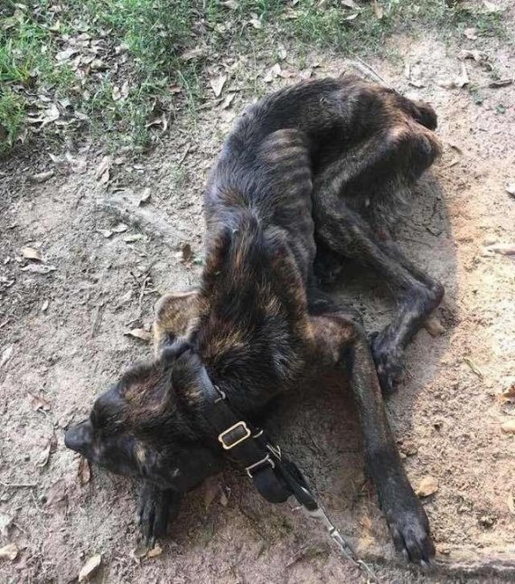 미국 사우스캐롤라이나에 거주하던 한 시민이 발견한 챔프. 사진=Rescue Dogs Rock NYC