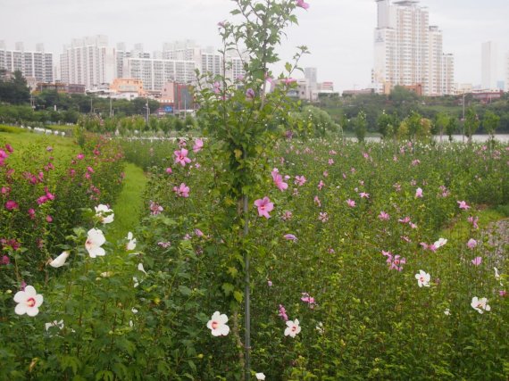 산림청, ‘나라꽃 무궁화 명소’ 3곳 선정