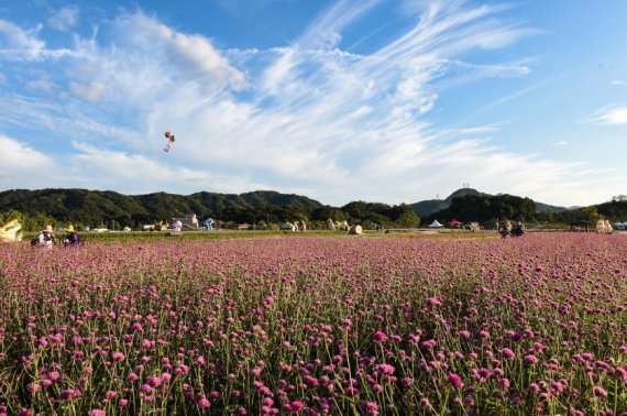 양주시 양주나리공원 천일홍 군락지. 사진제공=양주시