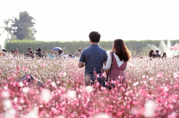 2017 양주 천만송이 천일홍 축제 속 연인. 사진제공=양주시