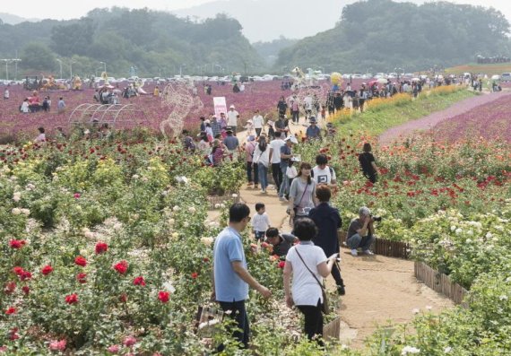 2017 양주 천만송이 천일홍 축제 방문객. 사진제공=양주시