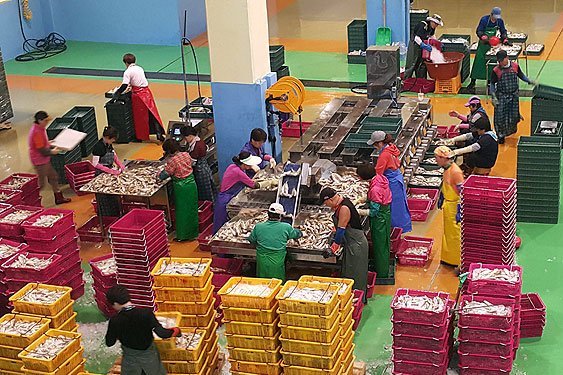 제주 한림수협 ‘품질위생형 수산물 위판장’ 전국 첫 선