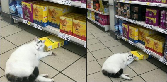 고양이 한마리가 영국의 한 슈퍼마켓의 간식코너 앞에서 낮잠을 자고 있다. 사진=Melanie Morris-Jones