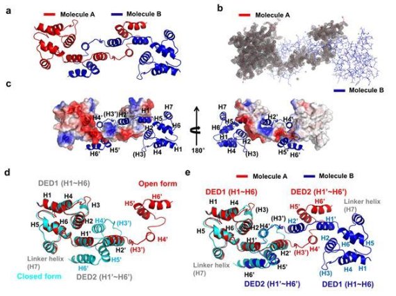 Caspase-8 의 단백질 결합도메인 (2개의 연속된 DED 도메인)의 3차구조. 3차구조를 바탕으로 Caspase-8이 2개의 연속된 DED 도메인의 교차에 의해 이량체가 형성이 됨을 밝힐수 있었음.