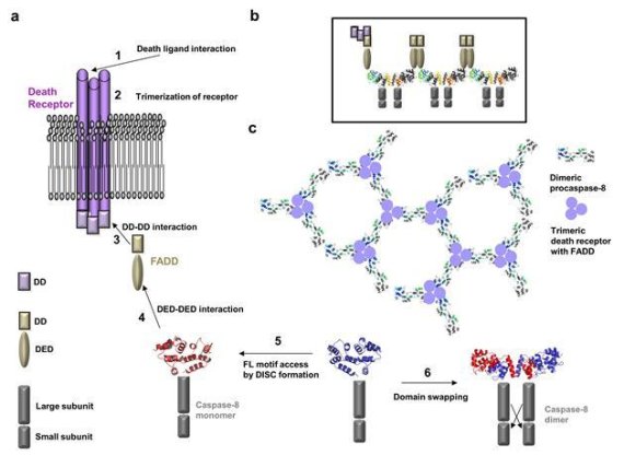 세포사멸과정의 단계를 이번 연구를 바탕으로 정리하고 새로운 세포사멸 유도 신호 복합체 형성의 기전에 대한 모델을 제시함. 이번 모델은 두 번째 DED 도메인의 FL-모티프가 도메인 교차에 중요하기 때문에 Caspase-8 이량체형성에 중요하다는 사실을 제안함. 새로운 모델은 기존 수많은 연구결과를 모두 설명할 수 있는 모델임.