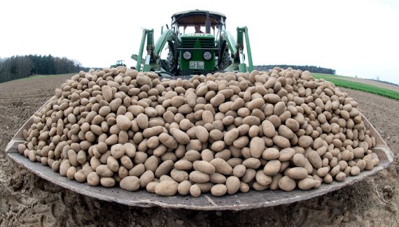 (FILES) In this file photo taken on April 19, 2013 near Huxahl, eastern Germany, a farmer brings potatoes for planting a field. After the 'cartel of sausage', beer and trucks, two potato giants in Germany have been fined for agreeing on prices, announced Thursday, May 3, 2018 the German Federal Cart
