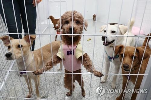 반려동물인구 1000만 시대의 현실...매년 8만 마리 버려져