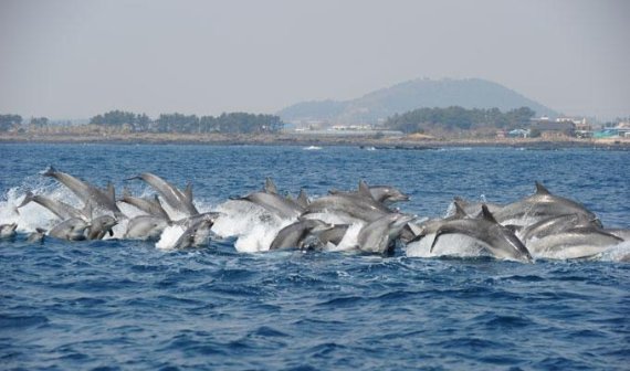 “돌고래와 춤을” 제주바다 ‘남방큰돌고래’ 집단 서식 확인