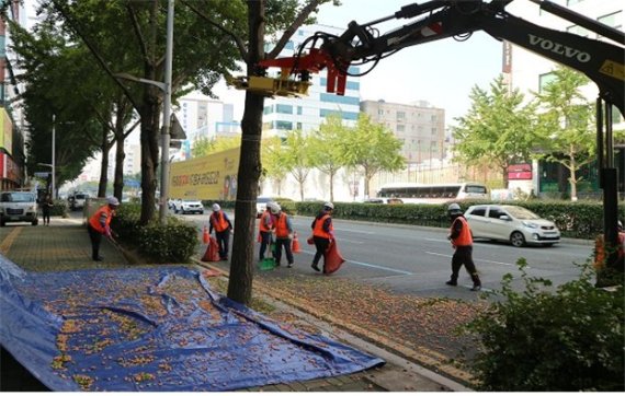 도심도로 은행나무 악취 사전차단