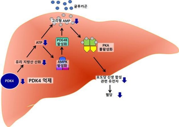 미토콘드리아 효소 조절을 통한 당뇨병 치료 규명