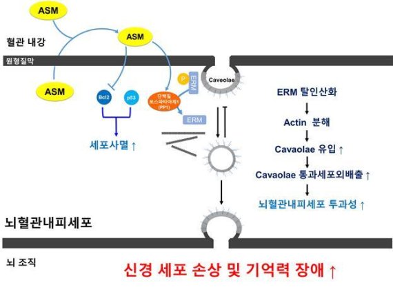 노화 치매의 뇌혈관장벽 조절 타깃 발견