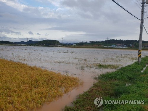 태풍 콩레이에 침수된 농경지./사진=연합뉴스