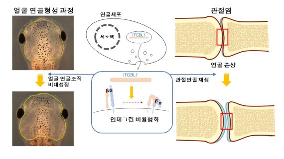 UNIST, 개구리에서 획기적 관절염 치료방법 찾아