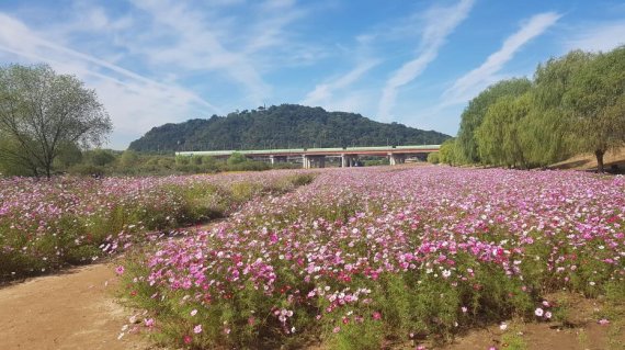 [포토뉴스] 고양 창릉천 코스모스