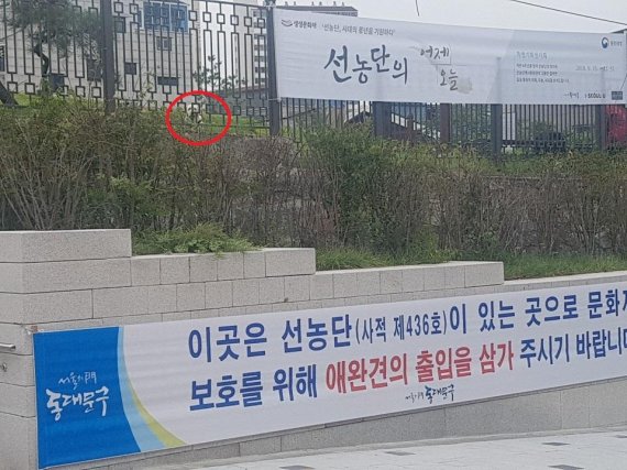 지난 16일 사적지인 선농단에서 대형견이 휴식을 취하고 있다. 주변에는 문화재 보호를 위해 애완견 출입을 삼가달라는 대형 현수막이 걸려있다. 사진=김규태 기자