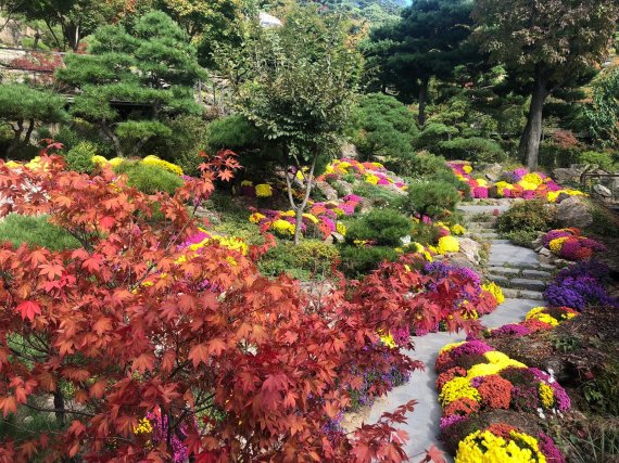 화담숲 국화길 암석하경정원