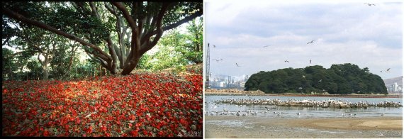 울주 목도 상록수림(蔚州 目島 常綠樹林)은 동해안에서는 가장 북쪽에 있는 상록활엽수림으로, 울창한 동백나무숲을 자랑한다. 지난 1962년 12월 7일 천연기념물 제65호로 지정됐다. /사진=울산시 제공